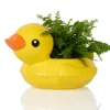 Duck_1 Duck