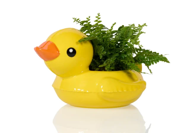 Duck_1 Duck