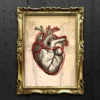 anatomical