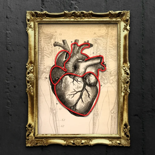anatomical